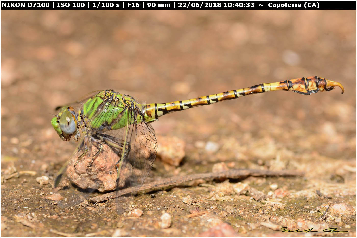 Paragomphus genei ♂